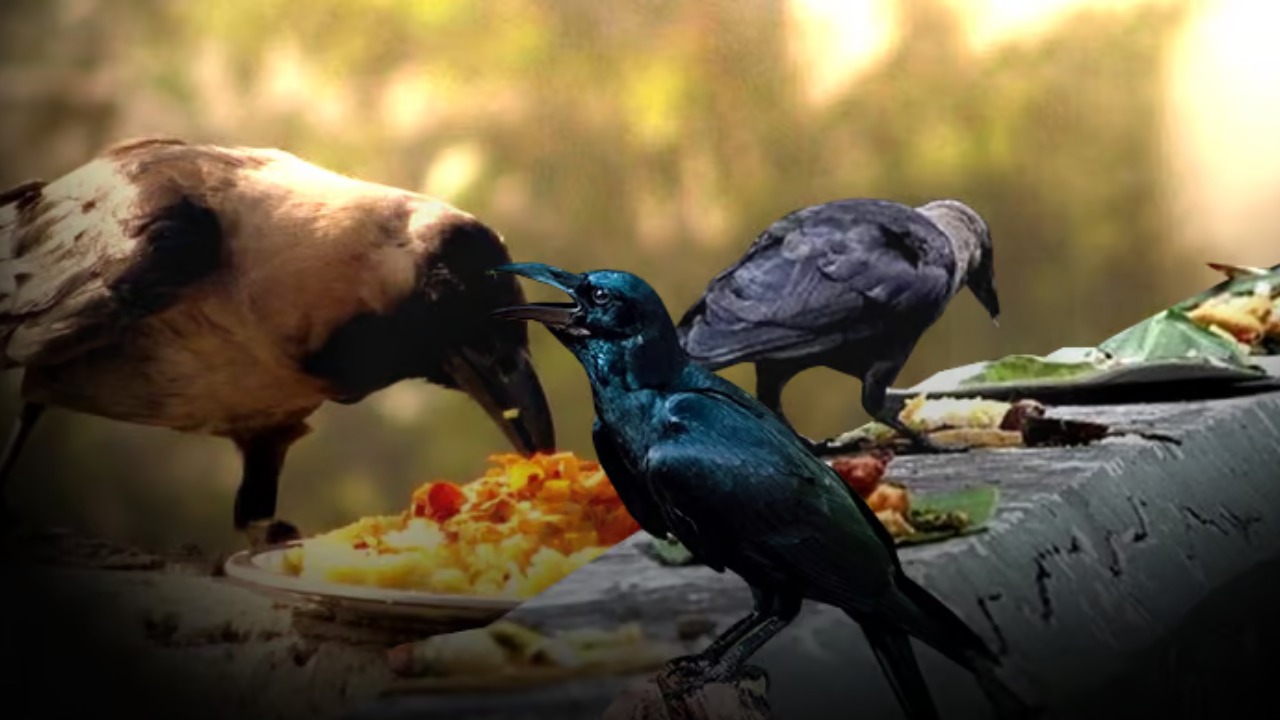 Pitru Paksha Crow