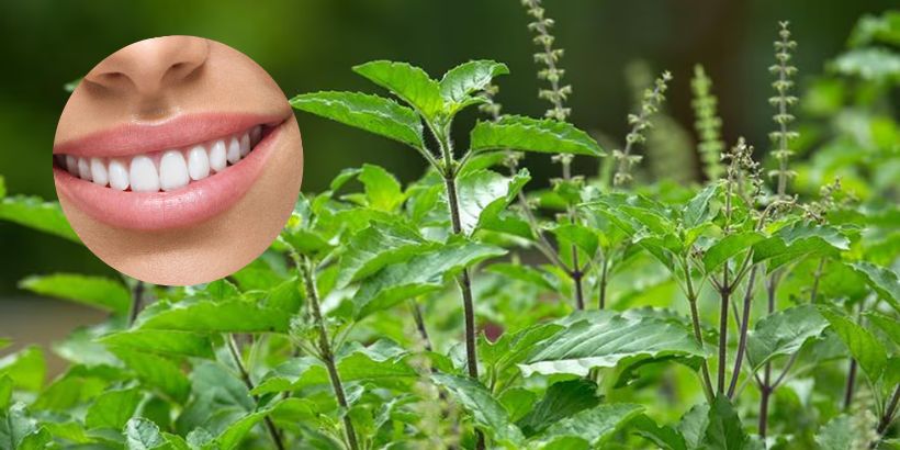 Benefits of chewing basil leaves: तुलसी के पत्तों को रोज चबाने से मिल सकते हैं यह 5 बेनेफिट्स