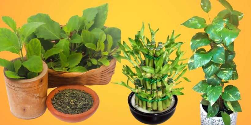 7 Vastu Plants to Bring Positivity and Prosperity at Home