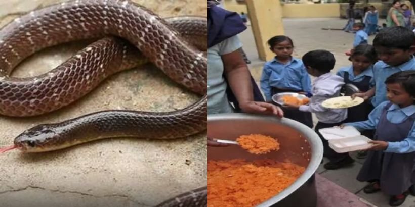 Snake in school food