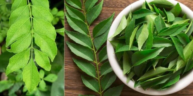 Curry Leaves Benefits