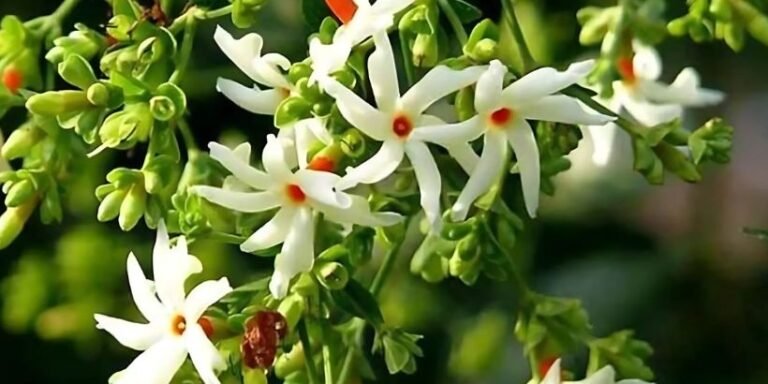 Discover how Harsingar can bring happines