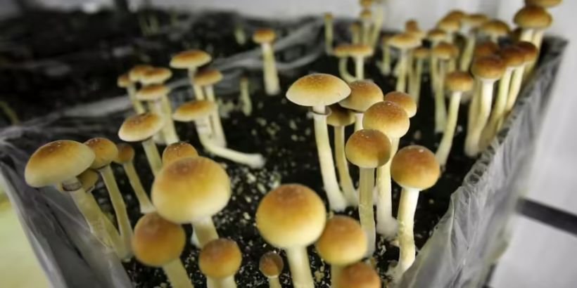 magic mushroom depression