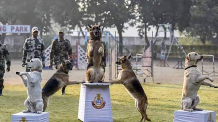 BSF की परेड में दिखेगी जांबाज Dogs की बिजली-सी फुर्ती, इनसे बच नहीं सकता दुश्मन